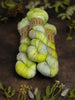 Succulent